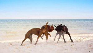 Nudistas y perros: ¿juntos o separados en las playas?