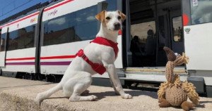 Pipper, el perro influencer que promociona el turismo con mascotas