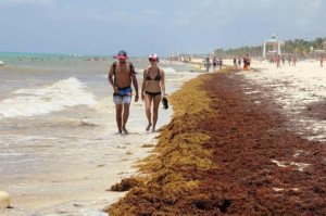 Playas del sur de México cubiertas por algas