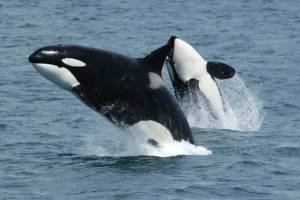 Thomas Cook deja de vender entradas para parques con orcas en cautividad