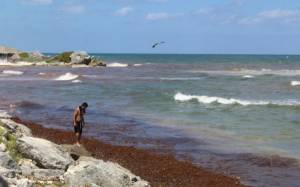 Caribe mexicano en alerta ante ola de sargazo