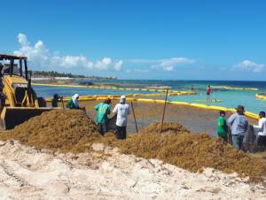 Cómo luchan contra el sargazo en las playas de Cancún y Riviera Maya