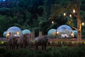 Dormir con elefantes ya es posible en el resort Anantara Golden Triangle
