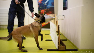 Perros entrenados para detectar a pasajeros contagiados de COVID-19