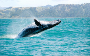 Menos turistas y más impuestos para avistar ballenas en México