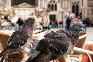 El último problema de Venecia: agresiones de palomas y gaviotas a turistas