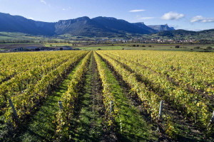 Rutas del Vino de España extiende su red con nuevas incorporaciones