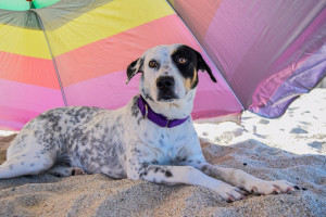 La Costa Blanca creará un sello de turismo Pet Friendly