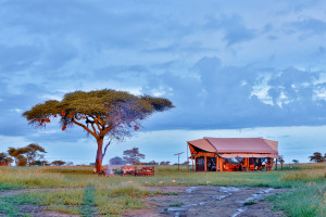 Webinar: Descubre la mejor experiencia de safari en África con Ratpanat