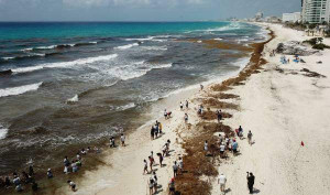 Más de 62.000 toneladas de sargazo ponen en alerta al Caribe Mexicano   