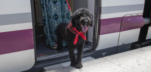 Los perros grandes ya pueden viajar en los trenes AVE de Renfe