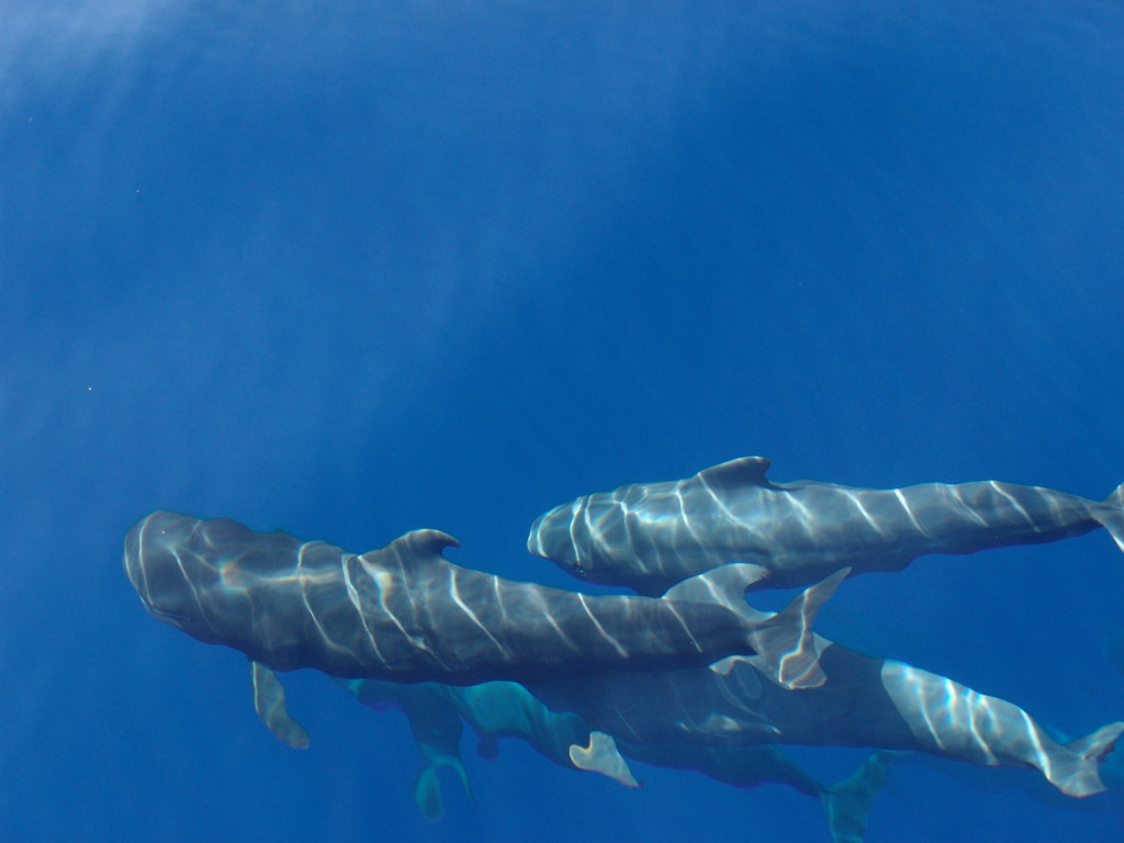Turismo Sostenible: piden corredores seguros para ballenas en España