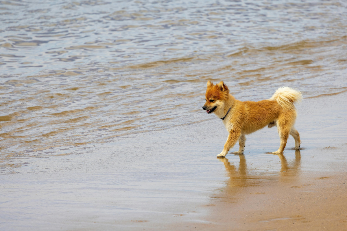 Las mejores playas de España para viajar con mascota en 2024