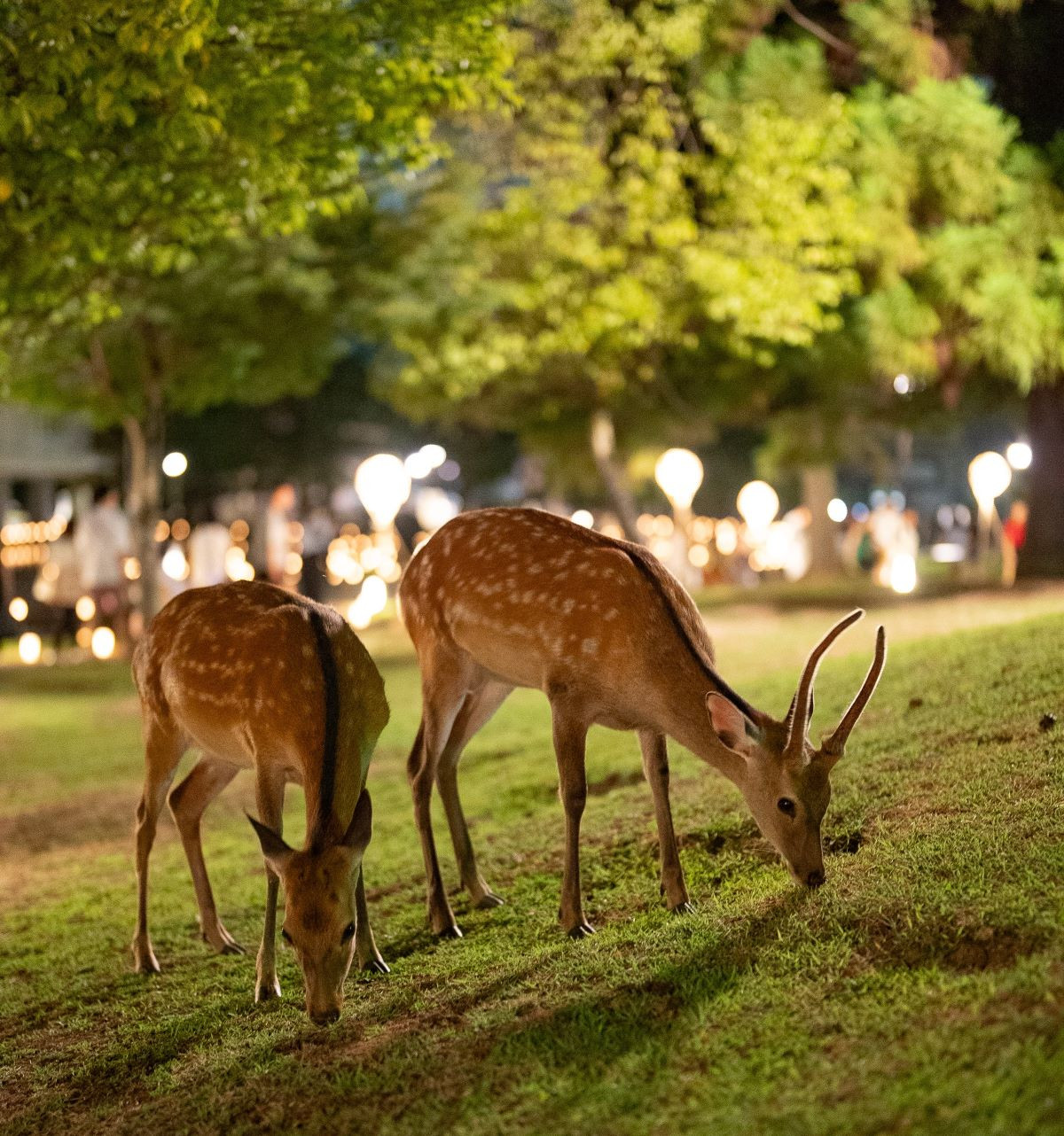 Atracciones turísticas gastronómicas en Nara, cuna del sake refinado