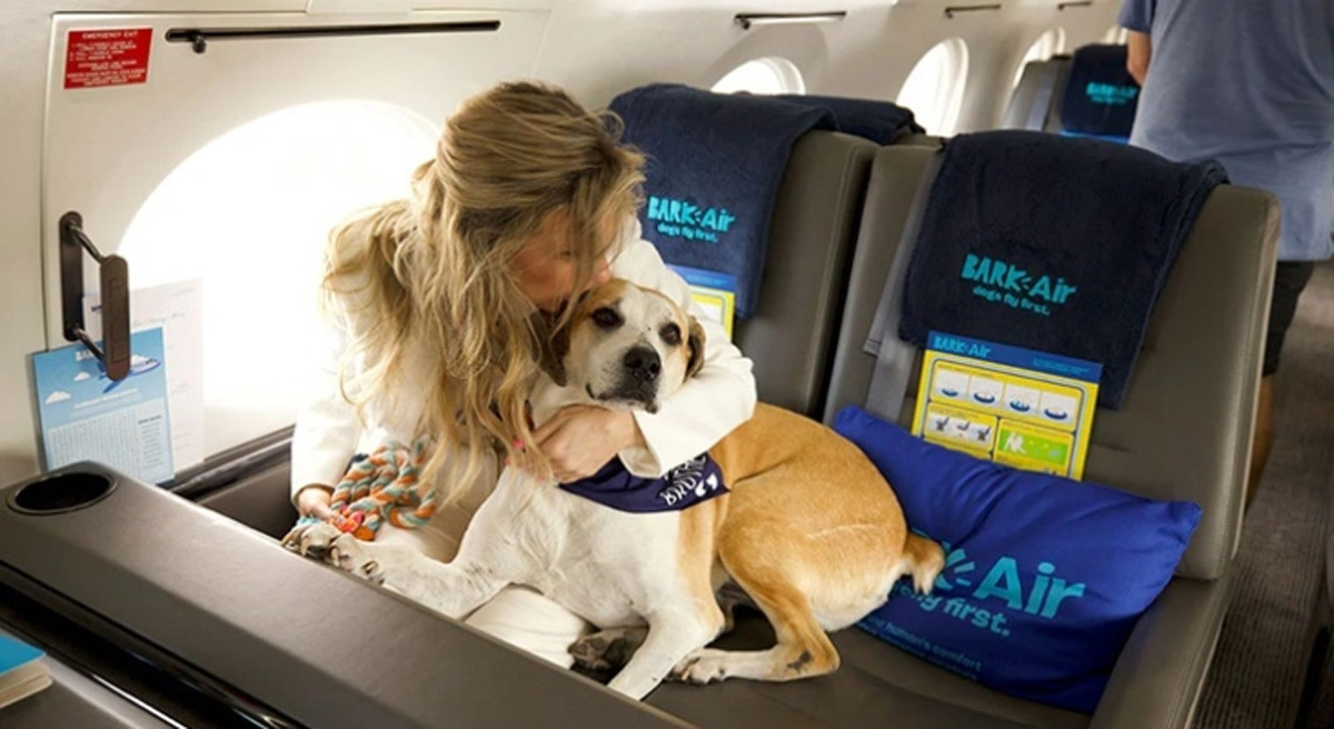 Vuelos de lujo para ti y tu perro: puedes hacerlo con esta aerolínea