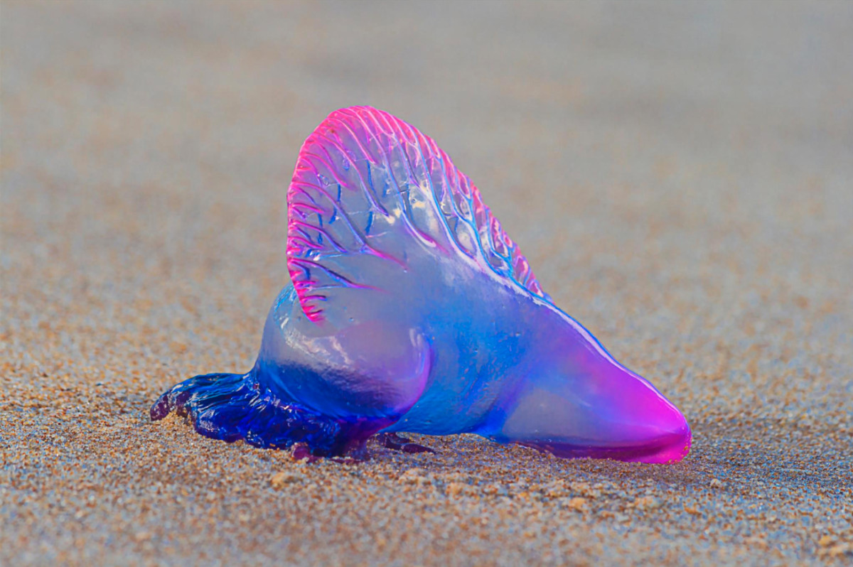 Carabelas portuguesas, cuando un día de playa acaba en Urgencias