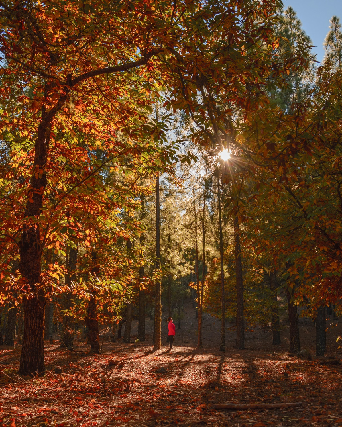 Programa de otoño en Gran Canaria