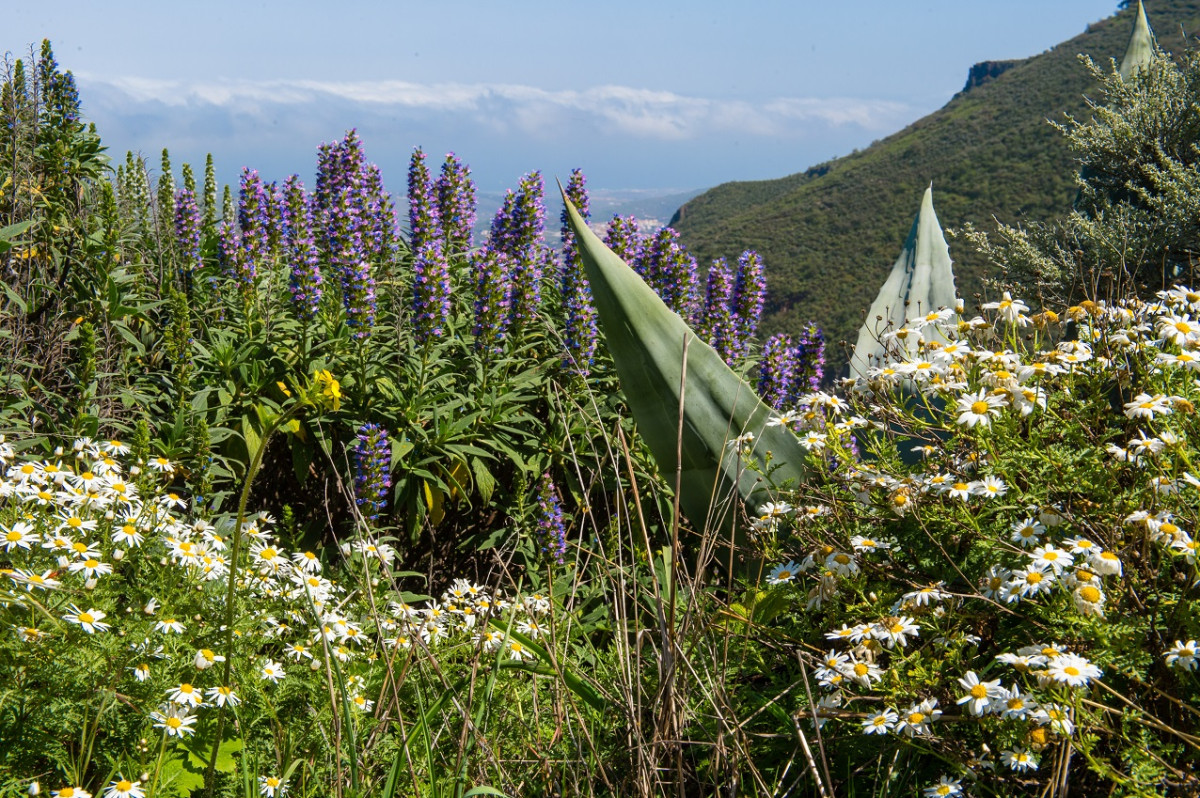 Programa de otoño en Gran Canaria