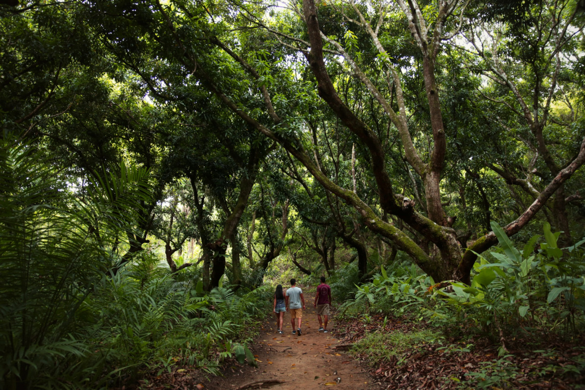 Costa Rica facilita compensar la huella apoyando la economía verde