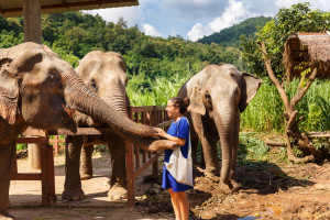 Muerte de una joven española en Tailandia: acusan al cuidador del elefante