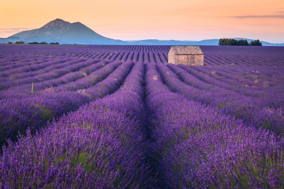 Valensole en la Provenza francesa 