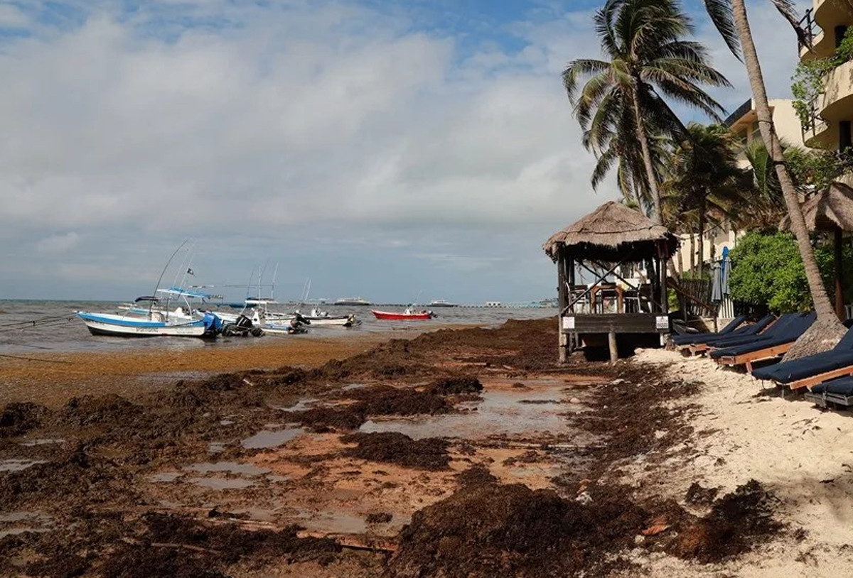 ¿Cómo puede afectar el aumento de sargazo en el Caribe a las reservas?