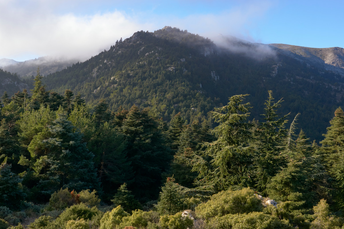 Sierra de las Nieves, con el Abies pinsapo o el pinsapo, que es una especie perteneciente a la familia Pinaceae y de distribución restringida a la Serranía de Ronda y de Cádiz sistema montañoso situado en el extremo meridional de la península ibérica. Fuente: Adobe Stock Sierra de las Nieves, con el Abies pinsapo o el pinsapo, que es una especie perteneciente a la familia Pinaceae y de distribución restringida a la Serranía de Ronda y de Cádiz sistema montañoso situado en el extremo meridional de la península ibérica.