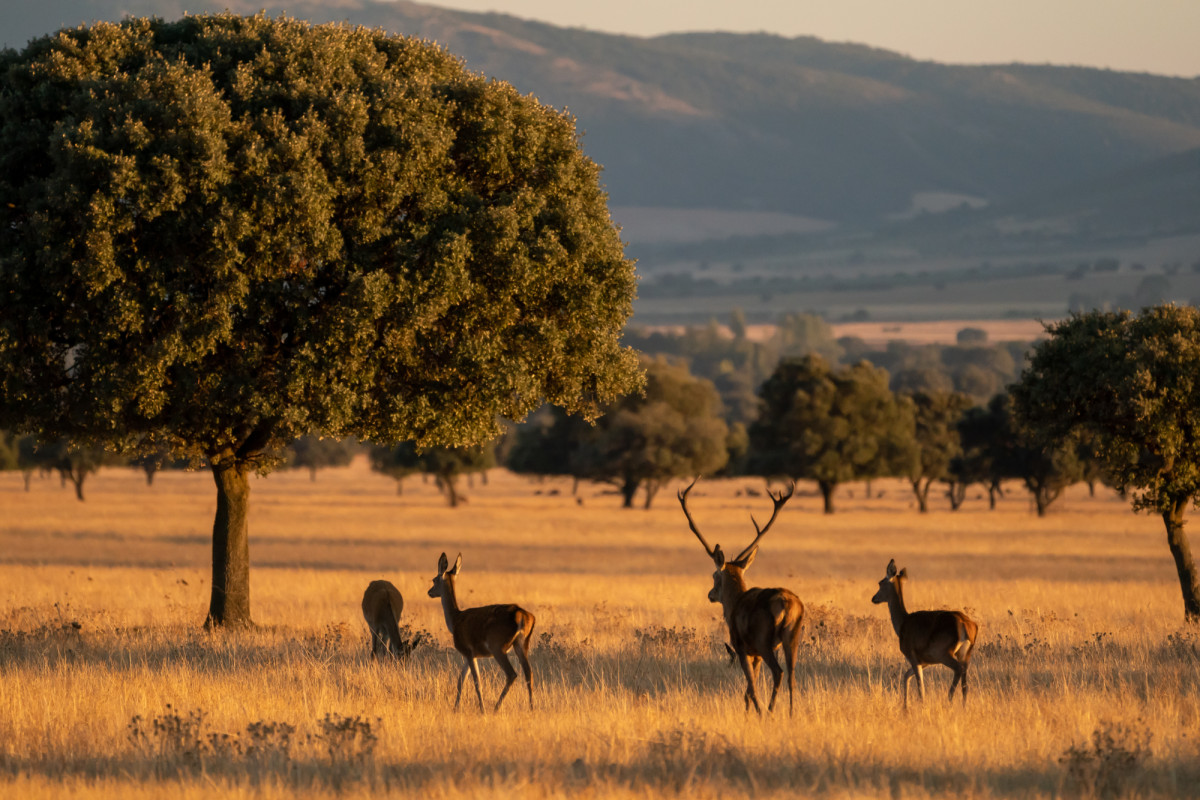 Parque Nacional de Cabañeros Fuente: Adobe Stock Parque Nacional de Cabañeros