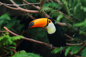Cascada de alianzas de turoperadores y agencias con Costa Rica
