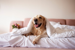 El dilema de vacaciones: ¿dónde encuentro hotel para ir con mi perro?
