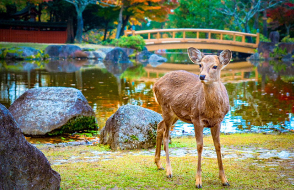 Japón en 7 días: un itinerario de experiencias únicas con Civitatis