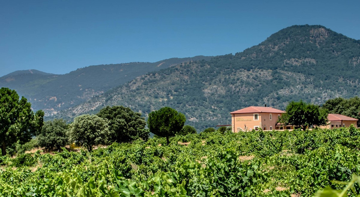 Madrid: es tiempo de vendimia