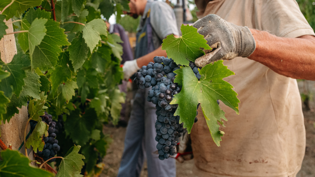 Vendimia en los viñedos toscanos, inicio del proceso que dará vida al vino Chianti Fuente: Adobe Stock Vendimia en los viñedos toscanos, inicio del proceso que dará vida al vino Chianti