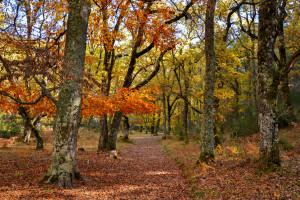 El Hayedo de Montejo: el único bosque Unesco de Madrid que abre sus puertas en otoño