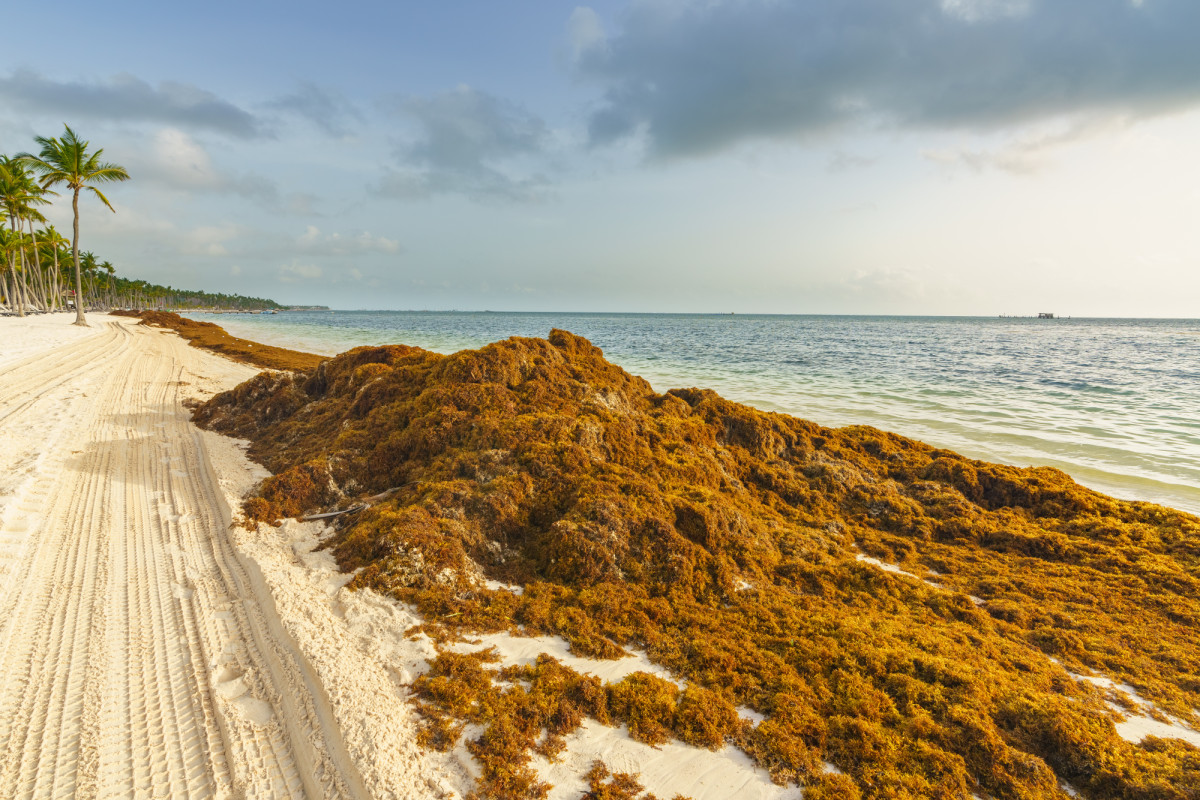Qu&eacute; es el sargazo y por qu&eacute; aparece en las playas paradis&iacute;acas del Caribe