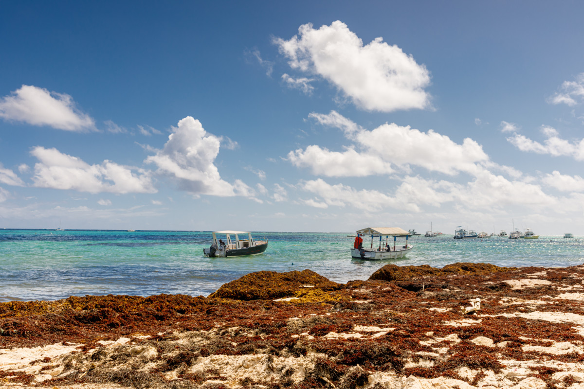 Qu&eacute; es el sargazo y por qu&eacute; aparece en las playas paradis&iacute;acas del Caribe