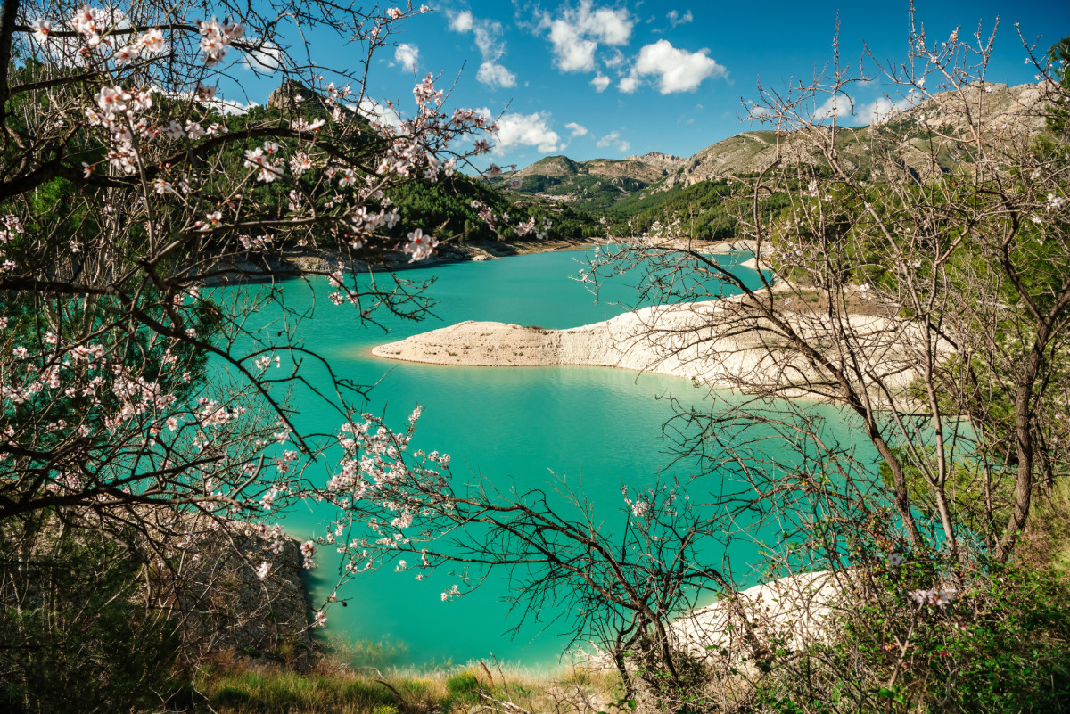 Almendros en flor en Espa&ntilde;a: cu&aacute;ndo florecen y d&oacute;nde ver la floraci&oacute;n en marzo