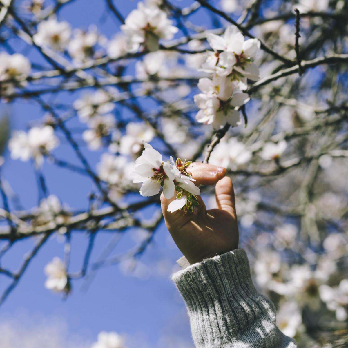 Almendros en flor en Espa&ntilde;a: cu&aacute;ndo florecen y d&oacute;nde ver la floraci&oacute;n en marzo