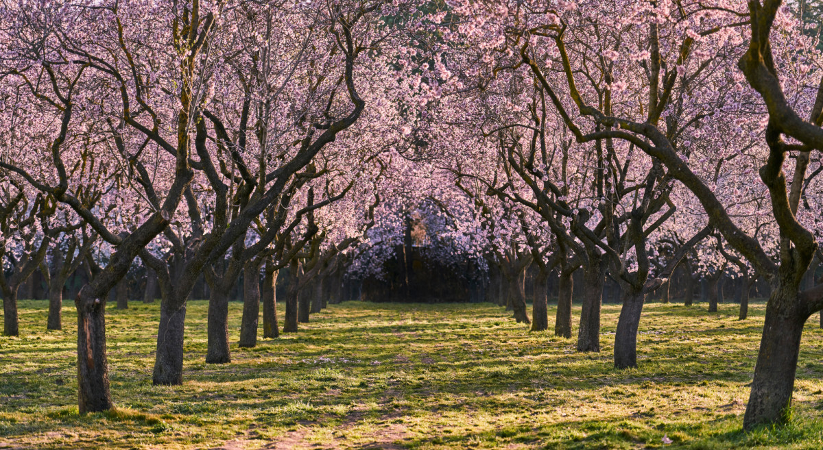 Almendros en flor en Espa&ntilde;a: cu&aacute;ndo florecen y d&oacute;nde ver la floraci&oacute;n en marzo