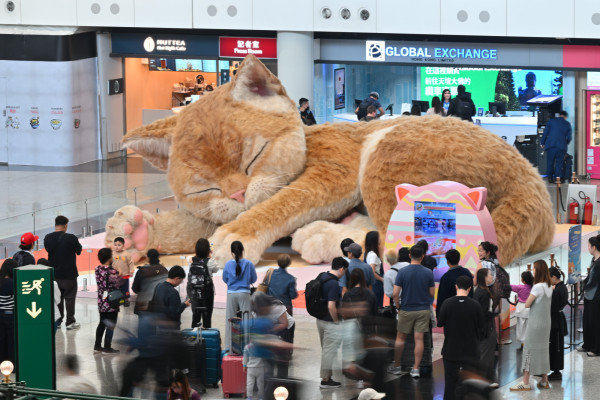 Mueve la cola, las orejas y ronronea: así es el gato gigante que sorprende a los viajeros en un aeropuerto