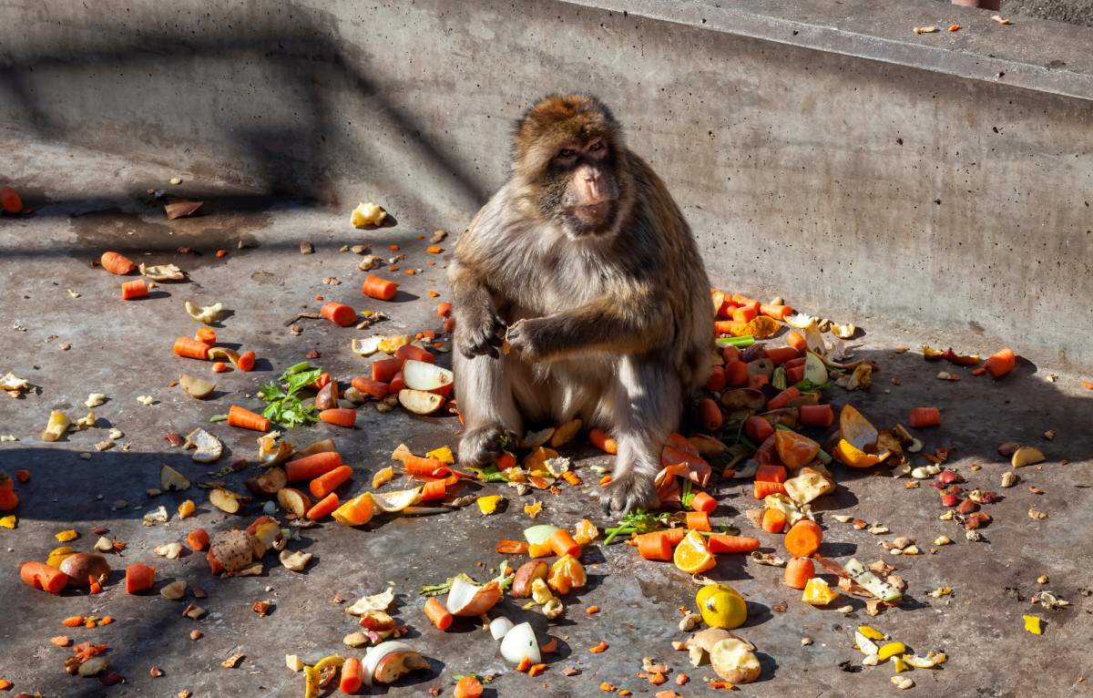 Los macacos del Pe&ntilde;&oacute;n de Gibraltar est&aacute;n comiendo tierra por culpa de los turistas (y hay una explicaci&oacute;n cient&iacute;fica)