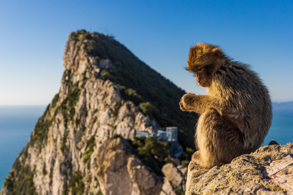 Los macacos del Pe&ntilde;&oacute;n de Gibraltar est&aacute;n comiendo tierra por culpa de los turistas (y hay una explicaci&oacute;n cient&iacute;fica)