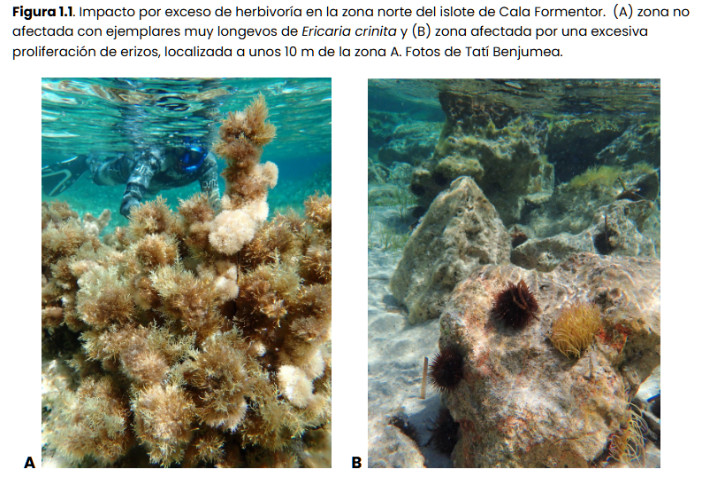 . Impacto por exceso de herbivor&iacute;a en la zona norte del islote de Cala Formentor. (A) zona no afectada con ejemplares muy longevos de Ericaria crinita y (B) zona afectada por una excesiva proliferaci&oacute;n de erizos, localizada a unos 10 m de la zona A. Fotos de Tat&iacute; Benjumea.