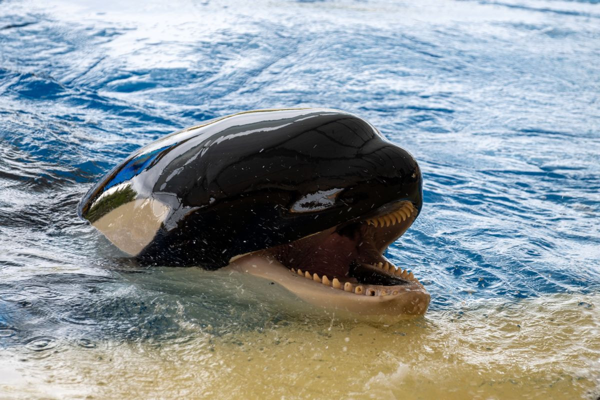 Francia autoriza que las dos orcas del parque de Antibes vayan a Loro Parque en Tenerife