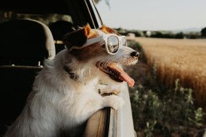 Los perros ya tienen agencia de viajes física en Reino Unido