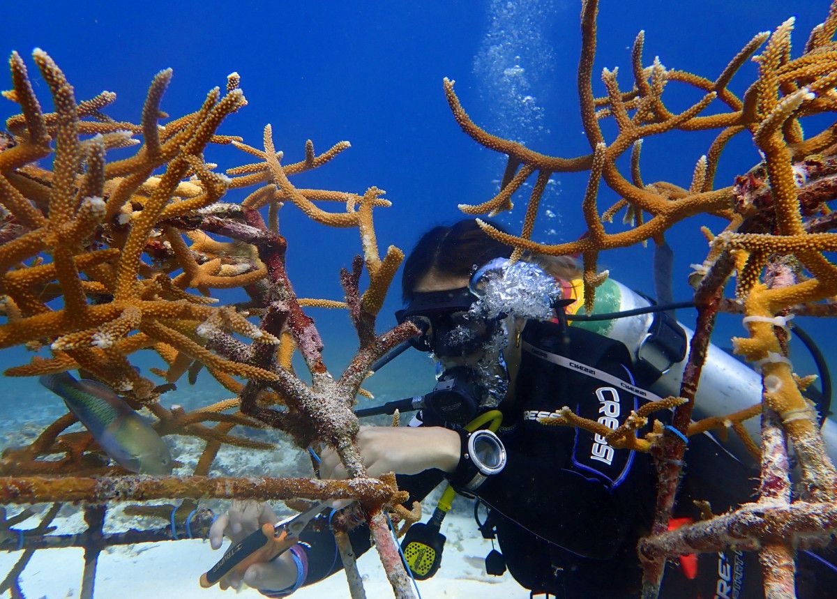 Coexistir con el Caribe: la estrategia de simbiosis que Iberostar ...