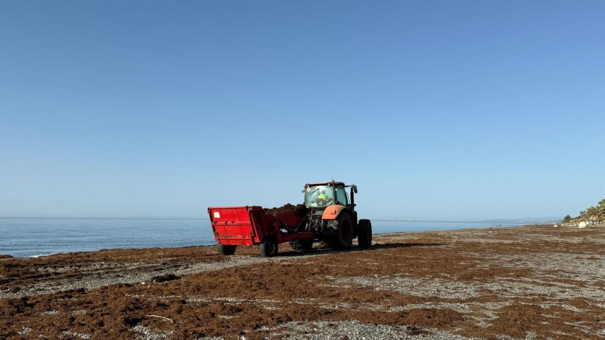 El alga asi&aacute;tica enciende las alarmas en las playas espa&ntilde;olas