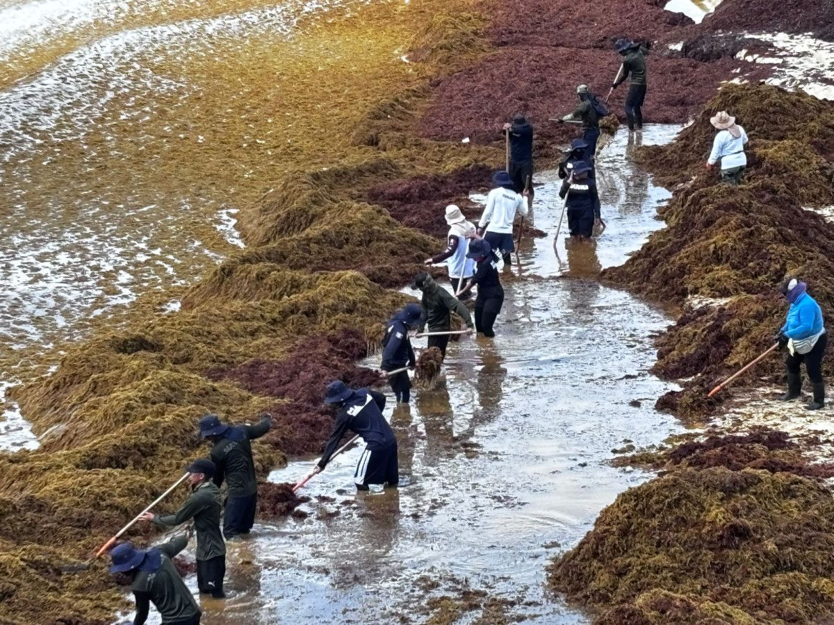 La paradoja del sargazo: un dolor de cabeza para el turismo y un tesoro para los ecosistemas marinos
