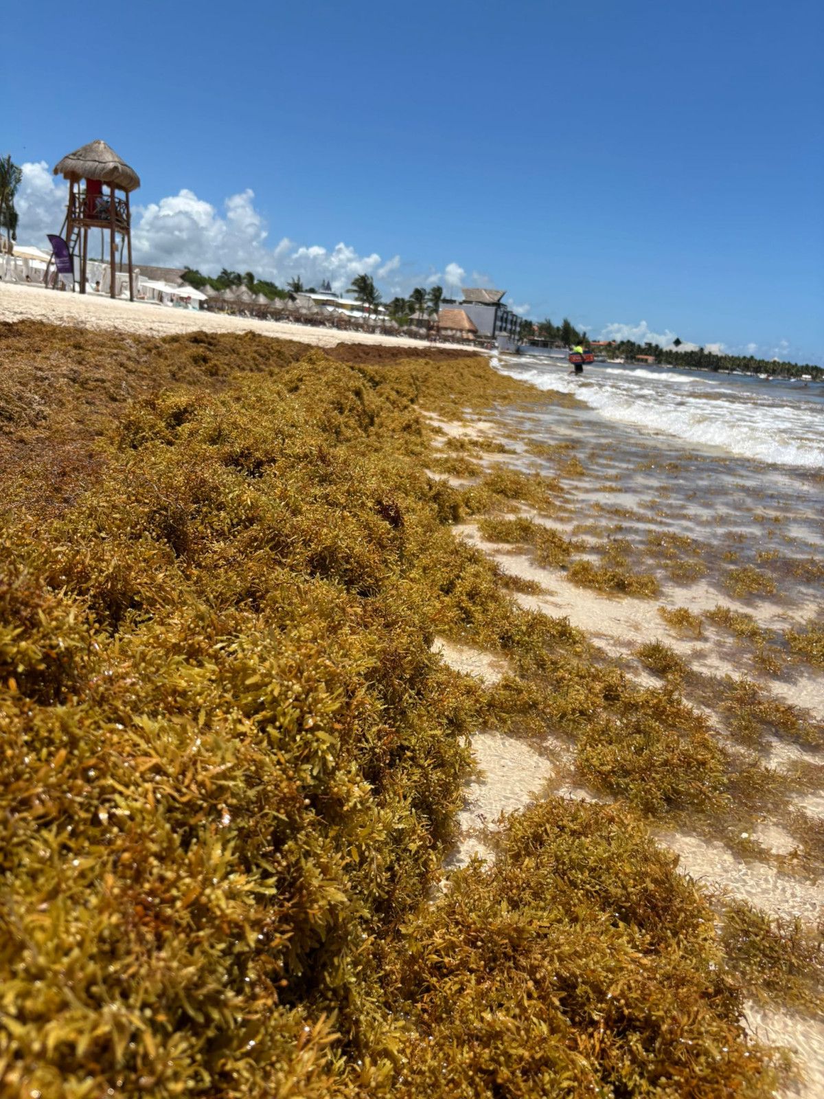 La paradoja del sargazo: un dolor de cabeza para el turismo y un tesoro para los ecosistemas marinos