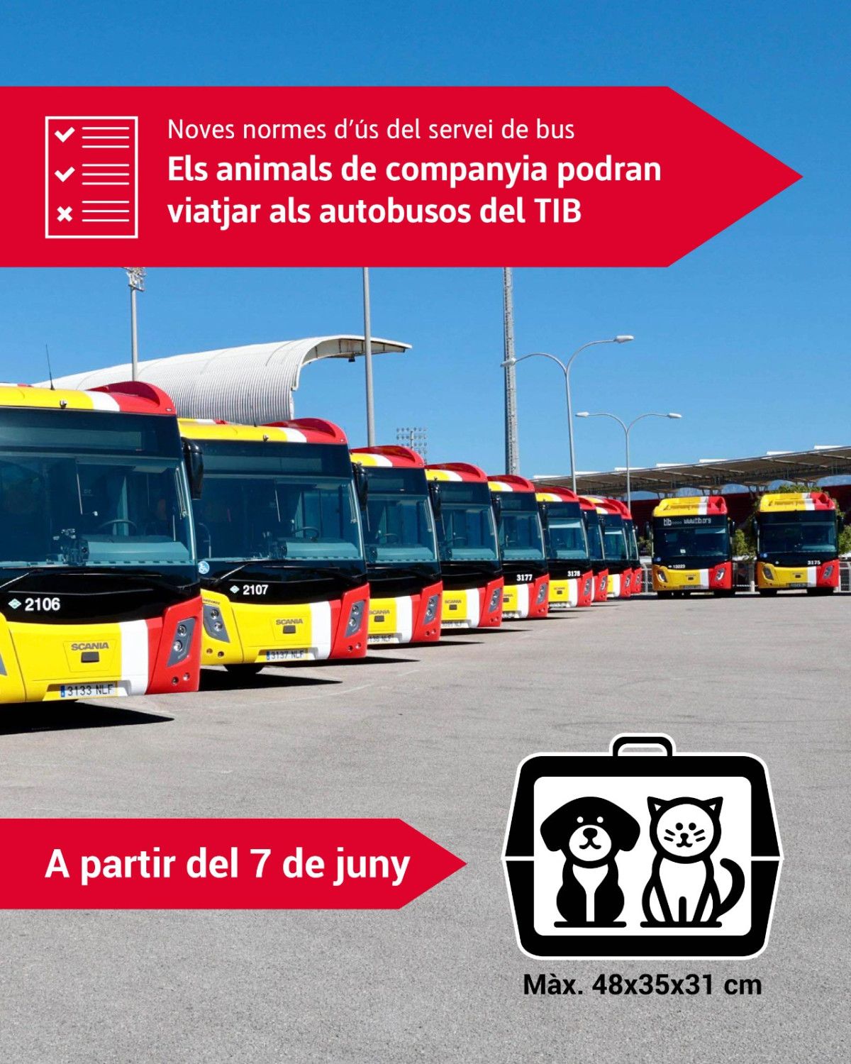 El TIB incorpora nuevas opciones para los desplazamientos en autobuses con mascotas